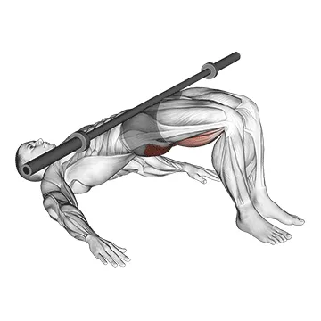 Animated demonstration: barbell glute bridge — target glutes