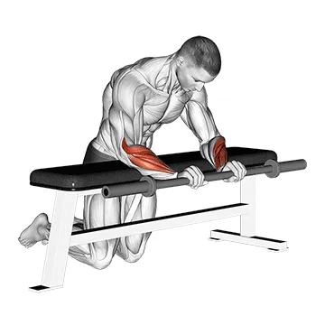 Animated demonstration: barbell palms down wrist curl over a bench — target forearms