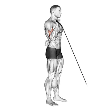 Animated demonstration: cable reverse one arm curl — target biceps