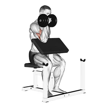 Animated demonstration: dumbbell one arm reverse preacher curl — target biceps