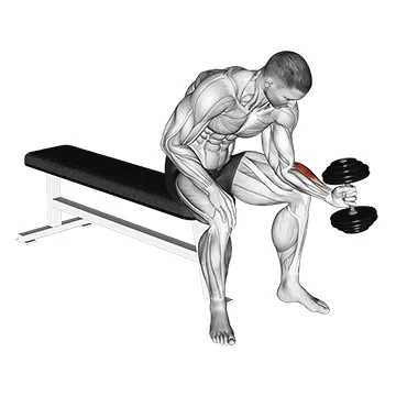 Animated demonstration: dumbbell one arm seated neutral wrist curl — target forearms