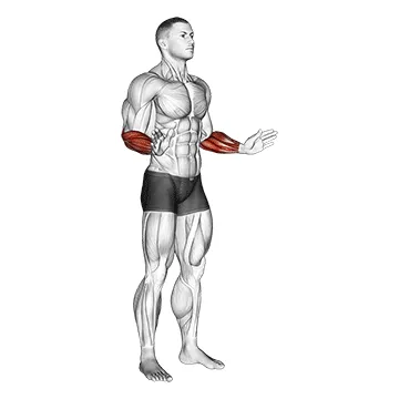 Animated demonstration: wrist circles — target forearms