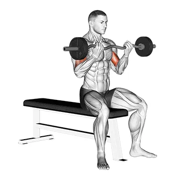 Animated demonstration: ez barbell seated curls — target biceps