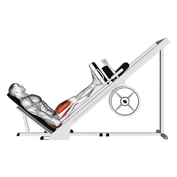 Animated demonstration: sled 45° leg press (side pov) — target glutes