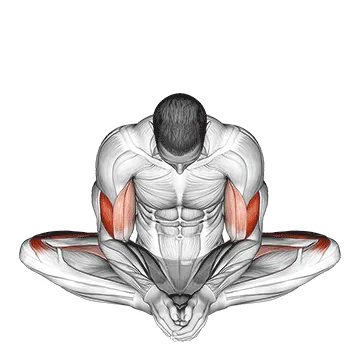 Animated demonstration: butterfly yoga pose — target adductors