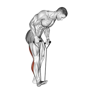 Animated demonstration: standing hamstring and calf stretch with strap — target hamstrings