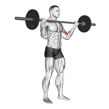 Animated demonstration: barbell standing wide grip biceps curl — target biceps