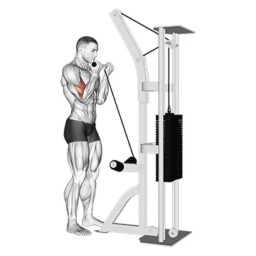 Animated demonstration: cable close grip curl — target biceps