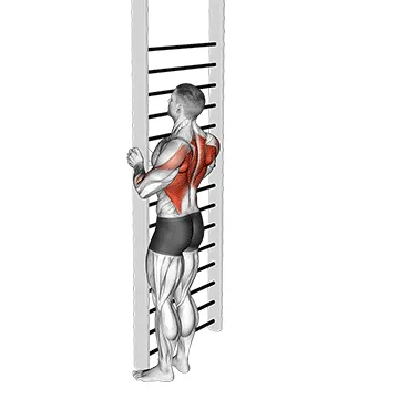 Animated demonstration: bodyweight standing close-grip row — target upper back