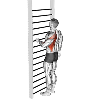 Animated demonstration: bodyweight standing one arm row — target upper back