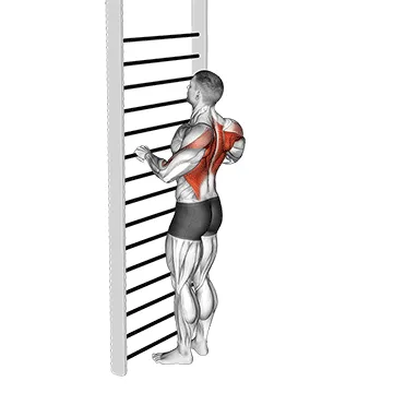 Animated demonstration: bodyweight standing row — target upper back