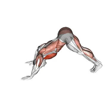 Animated demonstration: modified hindu push-up (male) — target pectorals