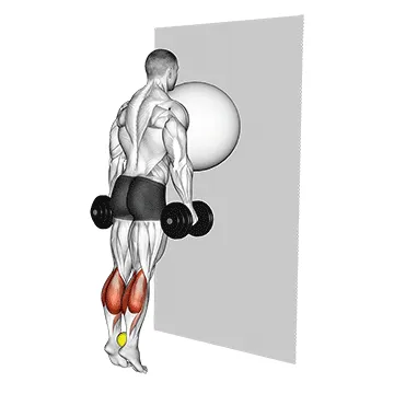 Animated demonstration: exercise ball on the wall calf raise (tennis ball between ankles) — target calves