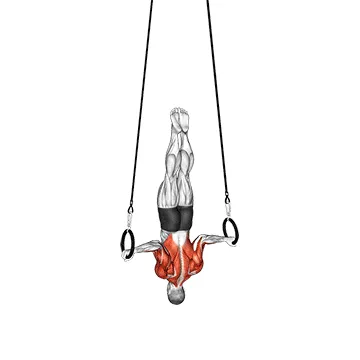 Animated demonstration: elevator — target upper back