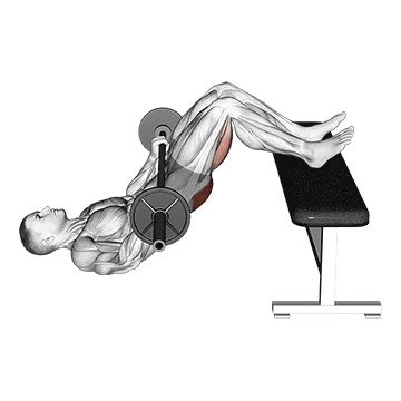 Animated demonstration: barbell glute bridge two legs on bench (male) — target glutes