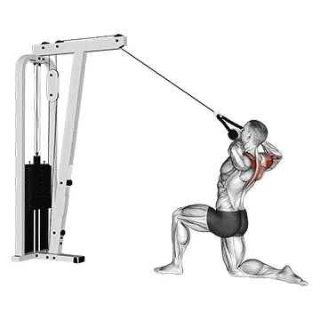 Animated demonstration: cable kneeling rear delt row (with rope) (male) — target delts