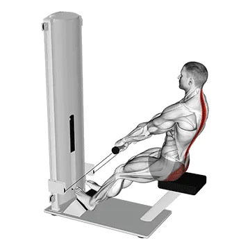 Animated demonstration: lever seated good morning — target glutes